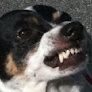 Meet your Posher, Corey